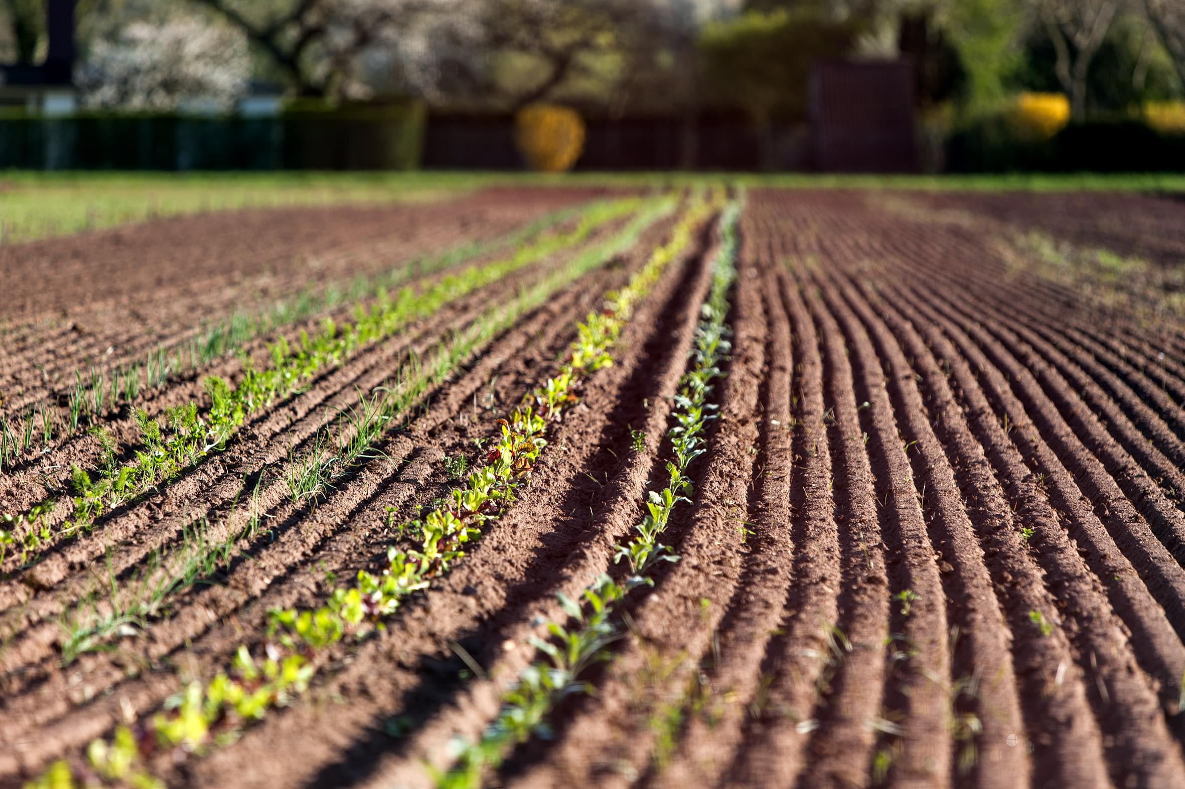 Halbe Saisongartenparzelle 2019