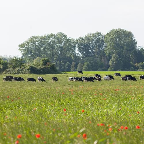 Hofgut Oberfeld Landwirtschaft AG