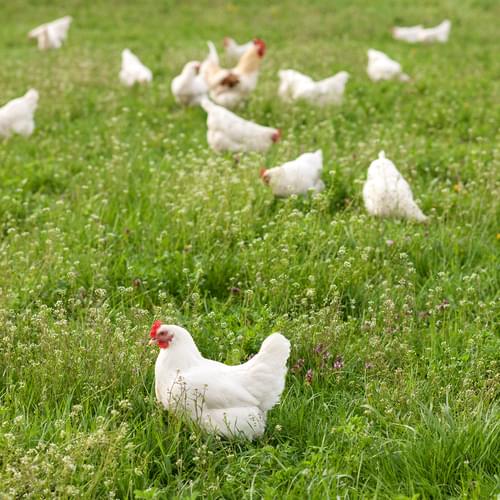 Huhn & Hahn & Eier-Abo